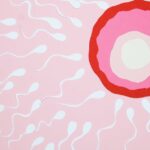 Langlebigkeit von Spermien im weiblichen Körper