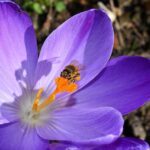 Wie lange verbleibt Bienengift im Körper?