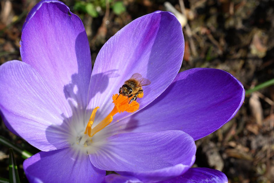 Wie lange verbleibt Bienengift im Körper?