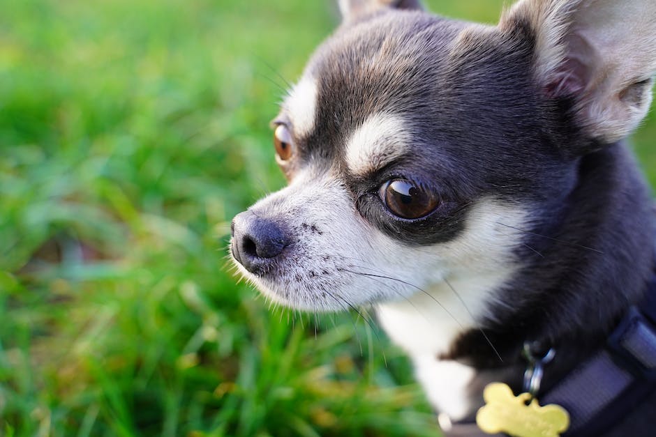 Länge der Cortisonverweildauer im Körper bei Hunden