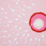 Langlebigkeit des Spermas im Körper einer Frau