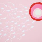 Spermienlebensdauer im menschlichen Körper