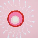 Wie lange bleibt Sperma im Körper lebensfähig?
