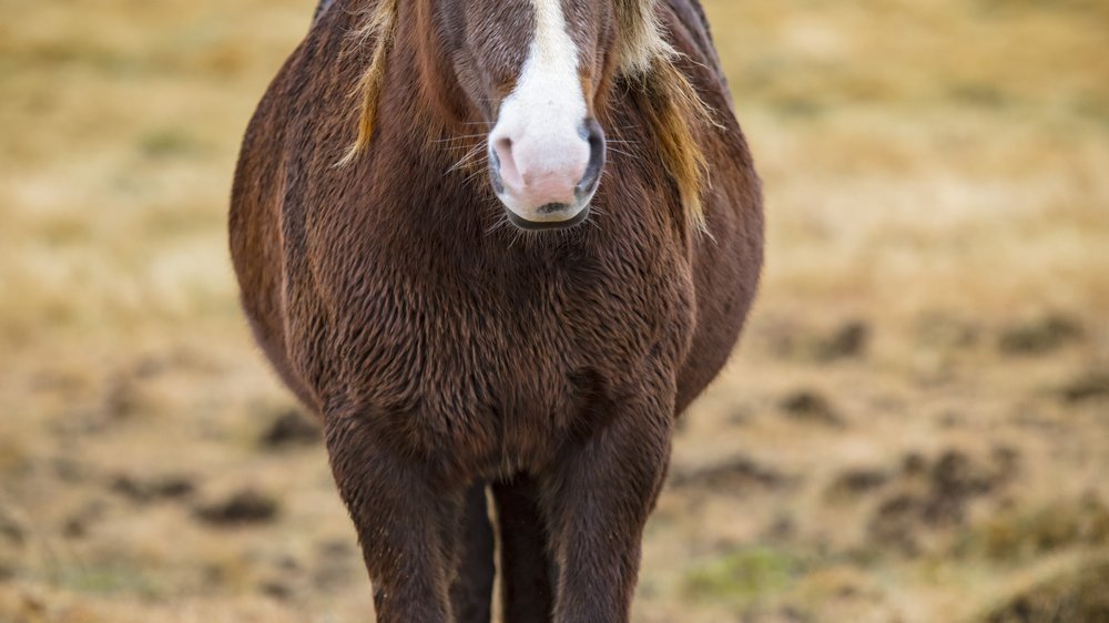 pferd körper